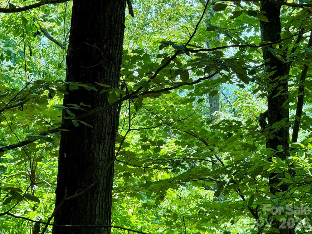 Lot 23 Bear Track Lane #23 Lenoir, NC 28645