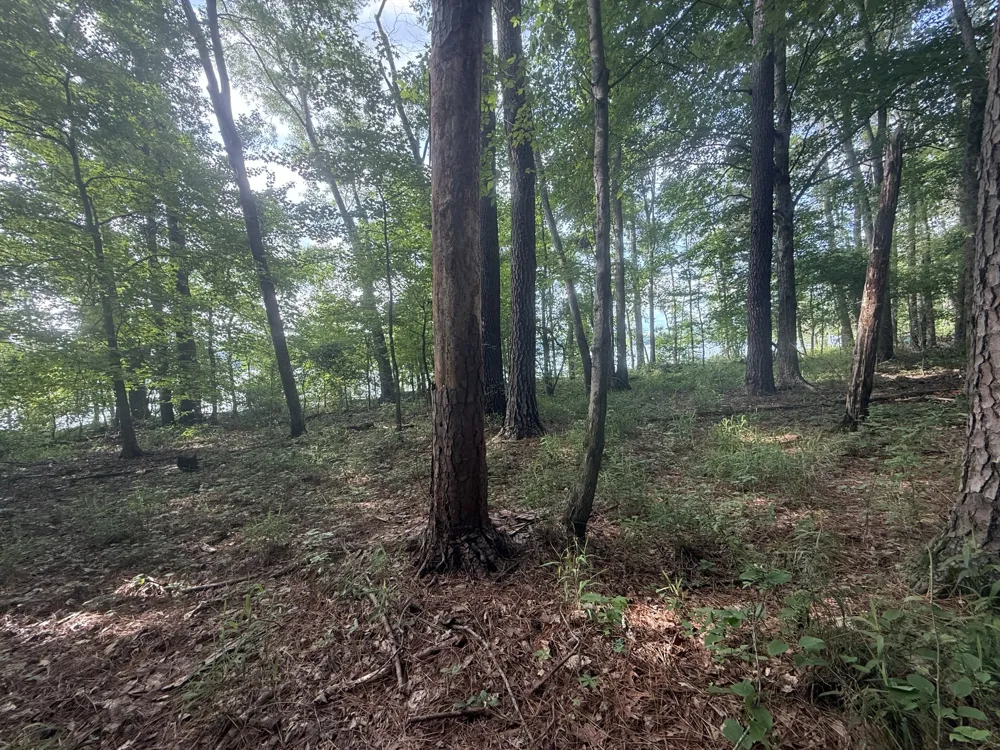 0 Caney Creek Rd Stewart, TN 37175