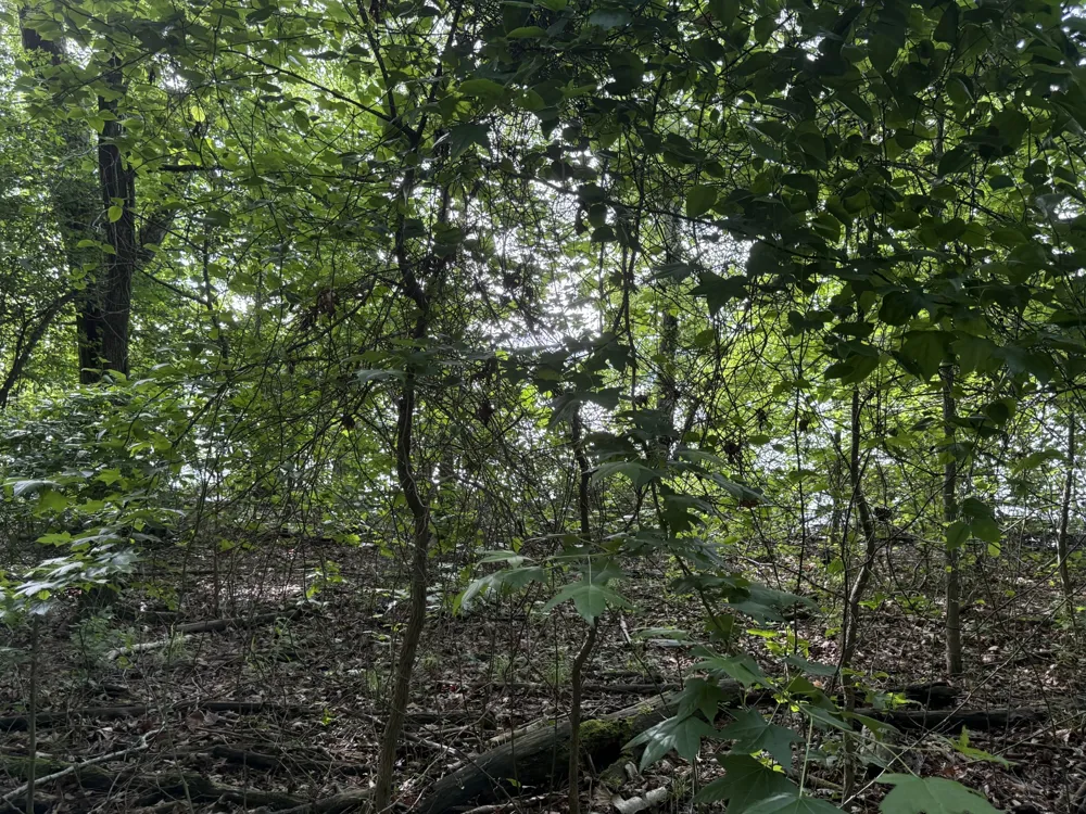 0 Caney Creek Rd Stewart, TN 37175