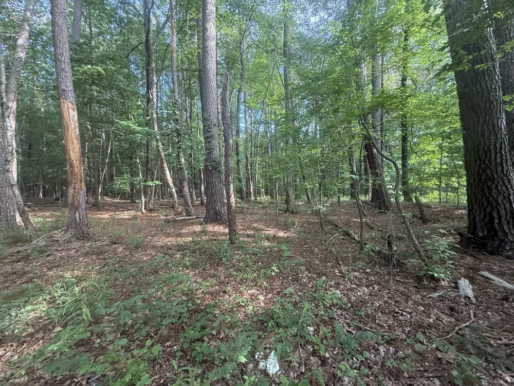 0 Caney Creek Rd Stewart, TN 37175