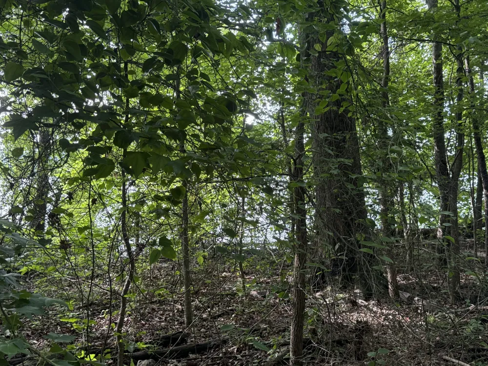 0 Caney Creek Rd Stewart, TN 37175