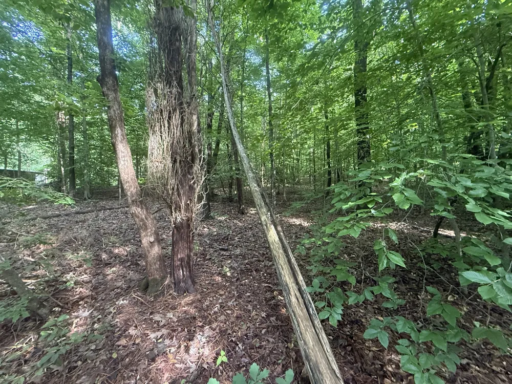 0 Caney Creek Rd Stewart, TN 37175