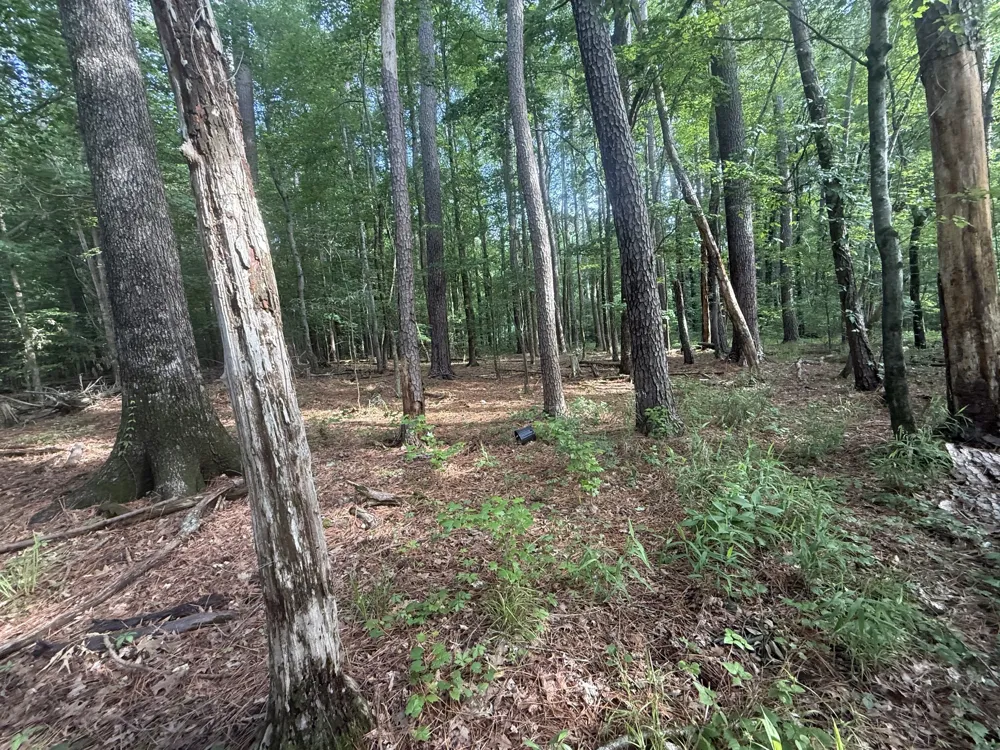 0 Caney Creek Rd Stewart, TN 37175