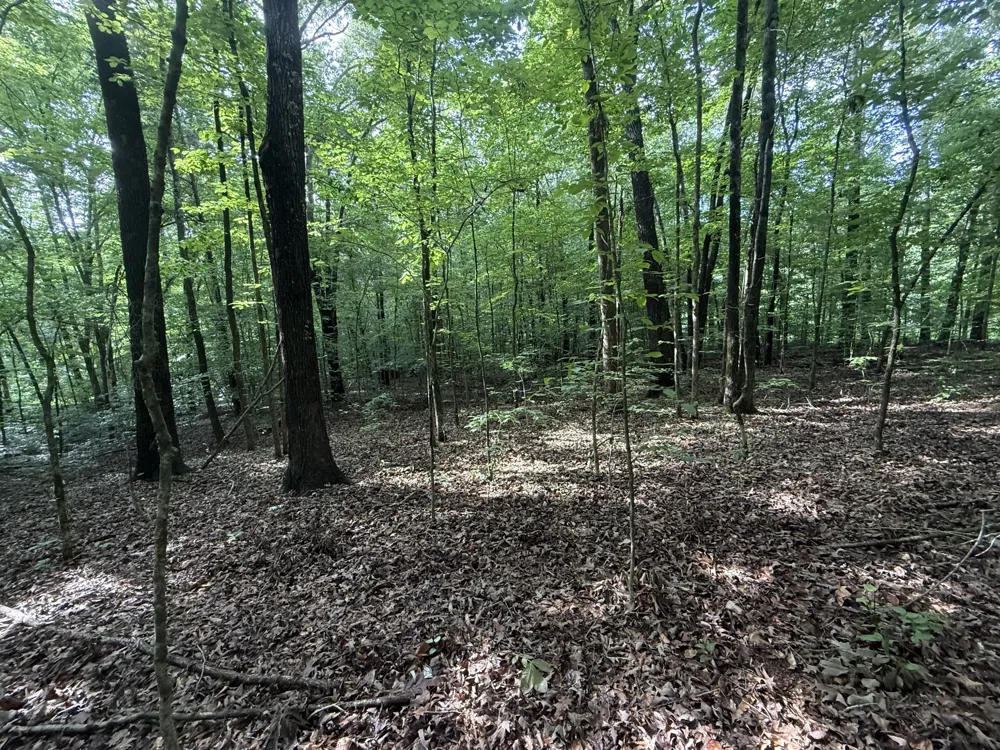 0 Caney Creek Rd Stewart, TN 37175