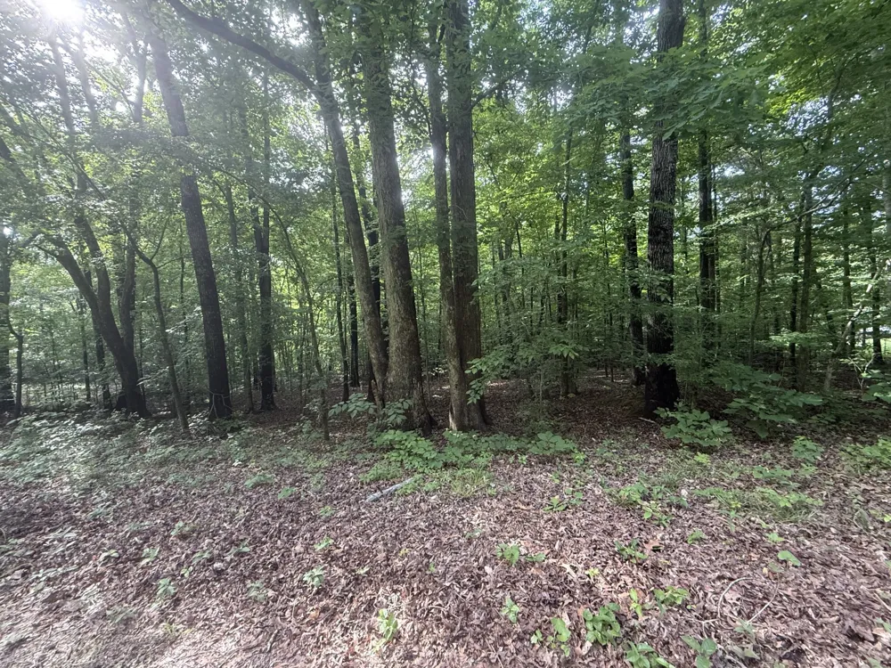 0 Caney Creek Rd Stewart, TN 37175