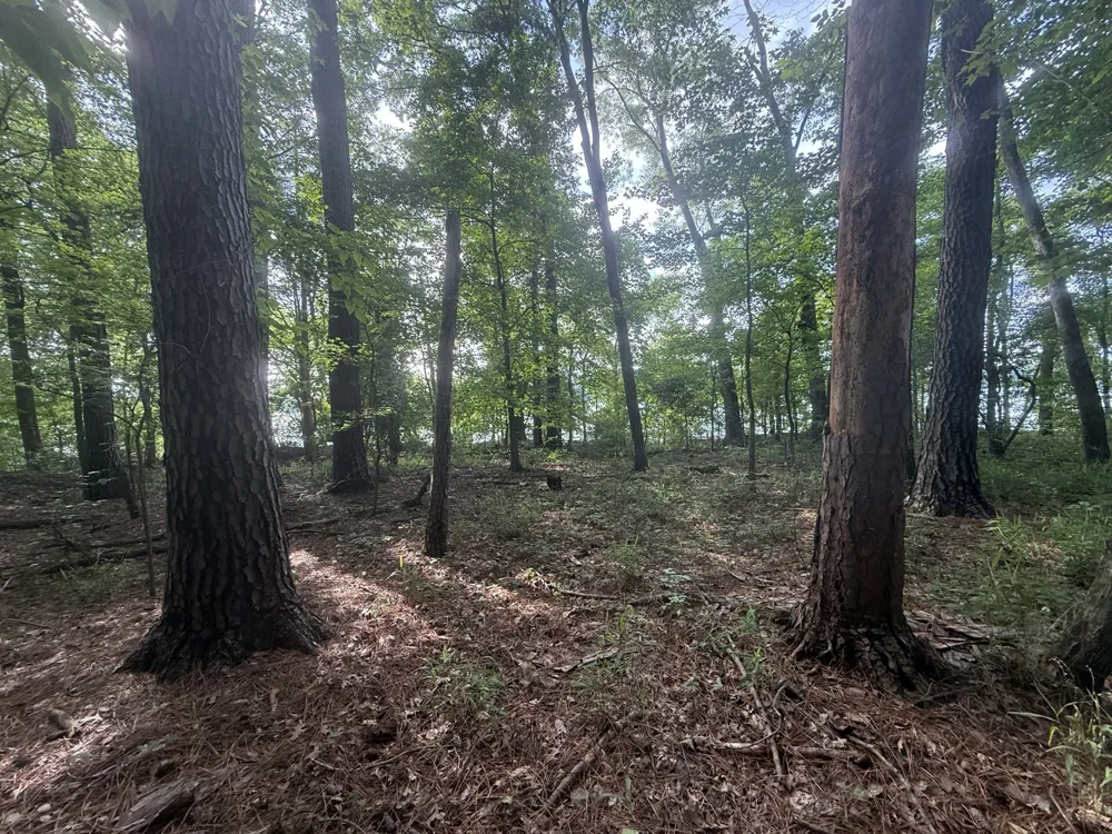 0 Caney Creek Rd Stewart, TN 37175