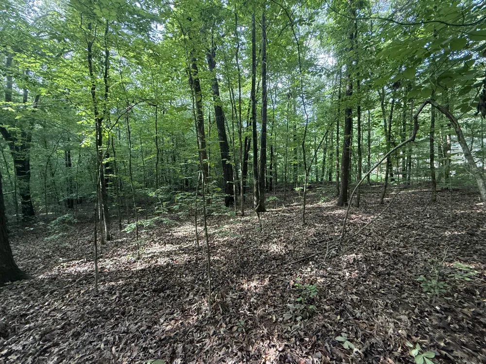 0 Caney Creek Rd Stewart, TN 37175