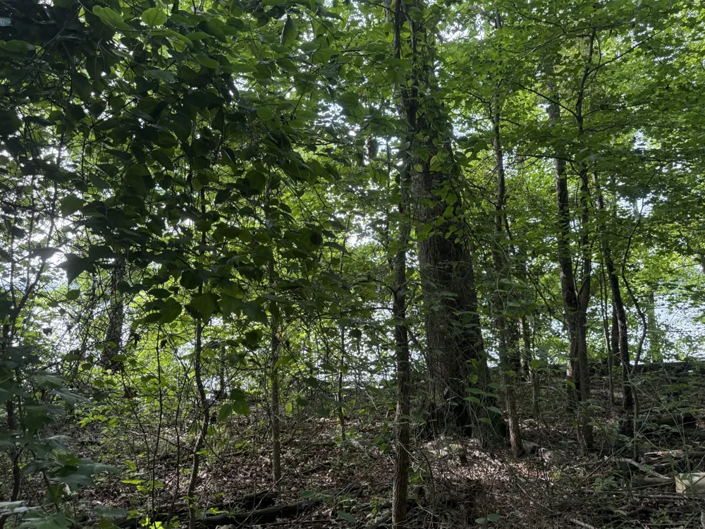 0 Caney Creek Rd Stewart, TN 37175