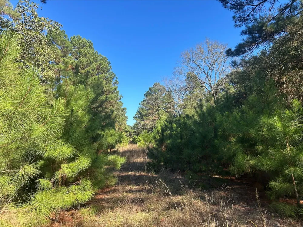 14 Cr 114 Centerville, TX 75833