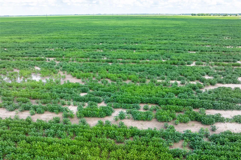 Cr 285 Lissie, TX 77454