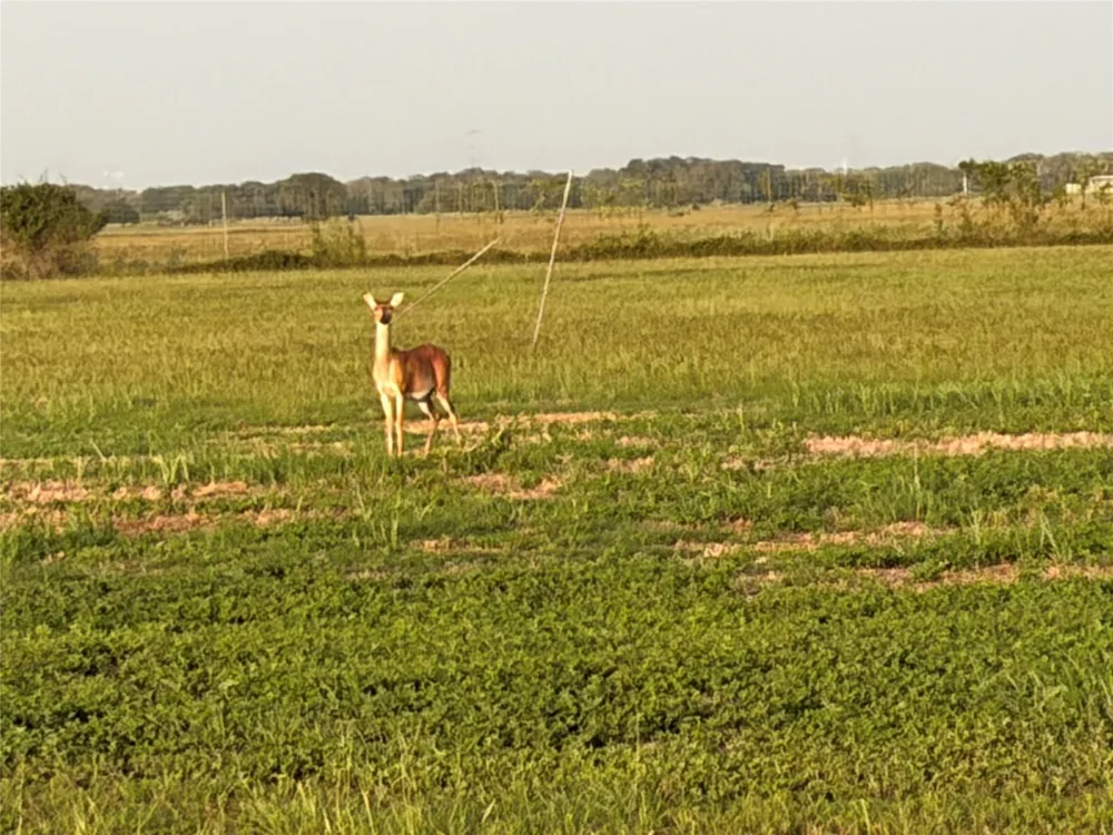 Gadwall Lane Columbus, TX 78934