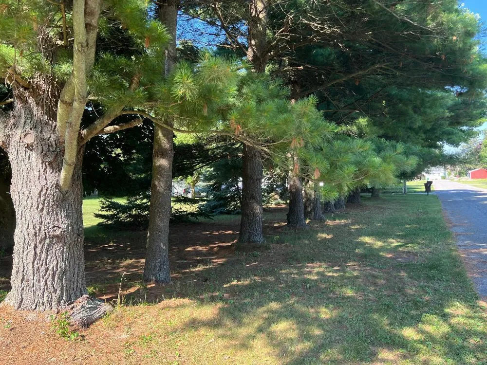126 Johnson Street Edmore, MI 48829