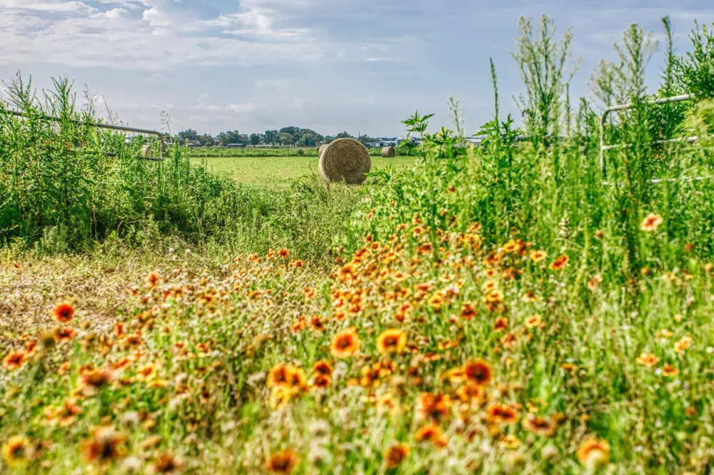 Richard Frey Road Waller, TX 77484