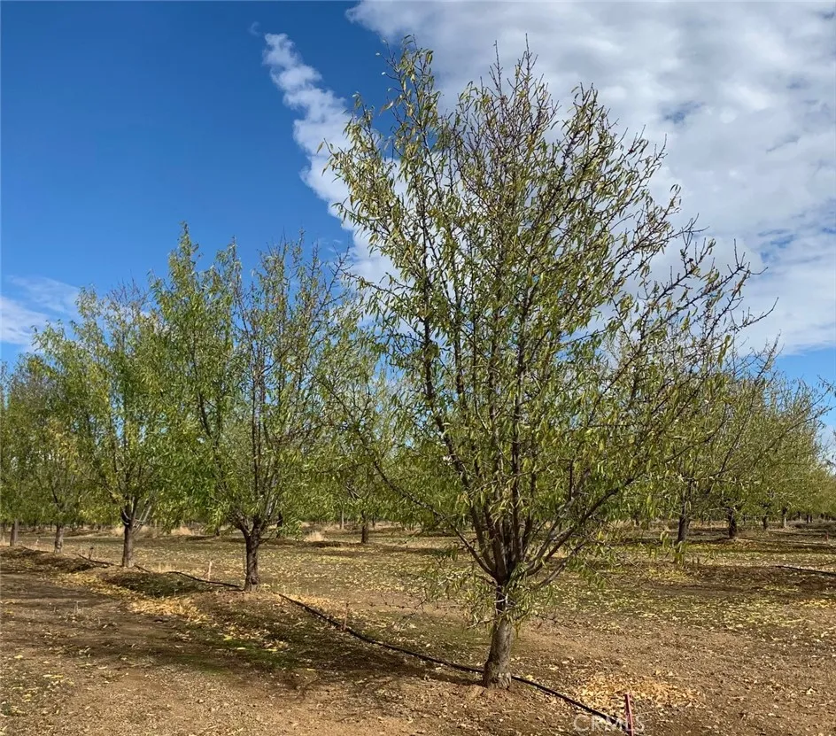 22085 FINNELL Corning, CA 96021