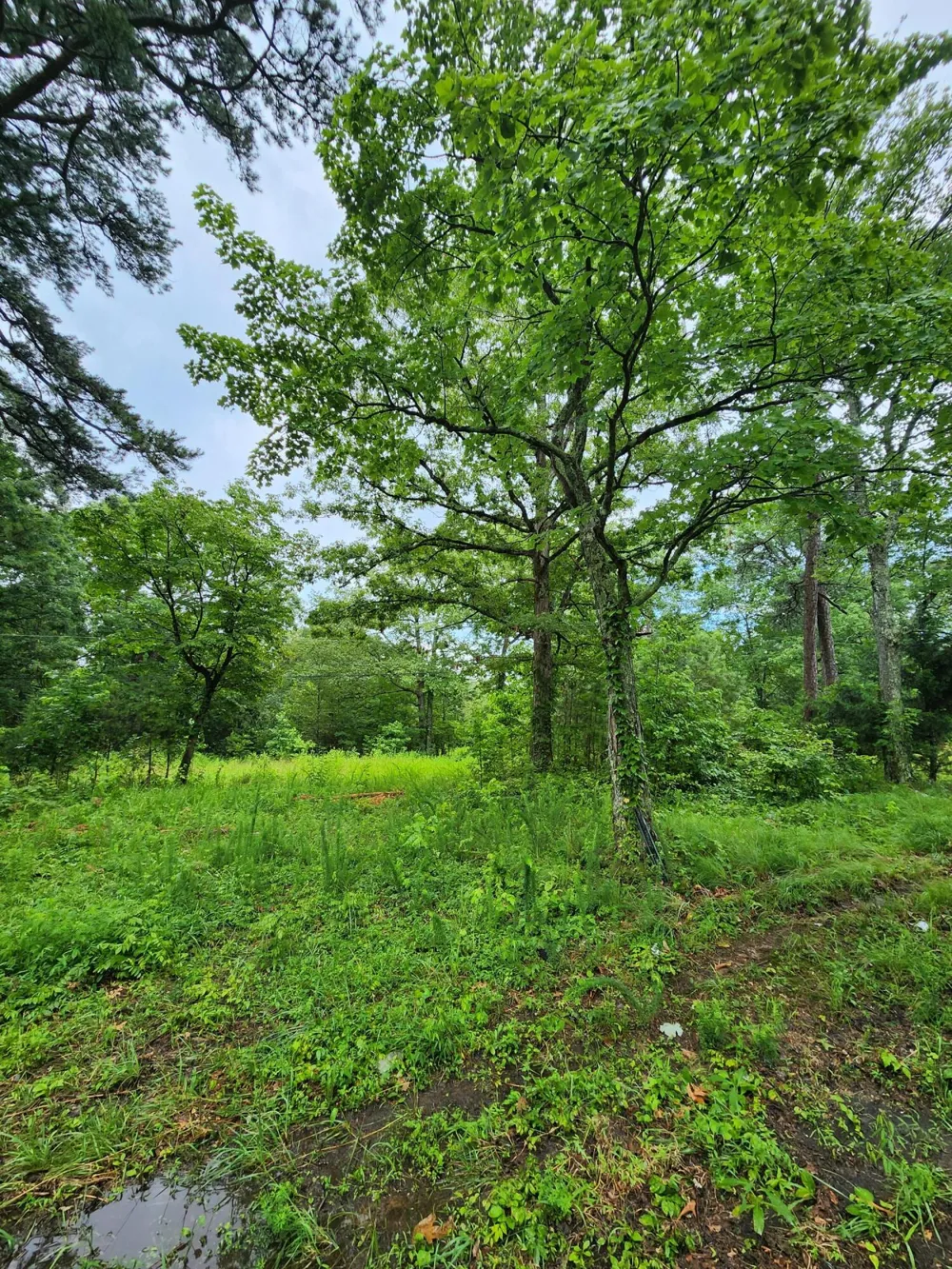 381 Patton School Road South Pittsburg, TN 37380