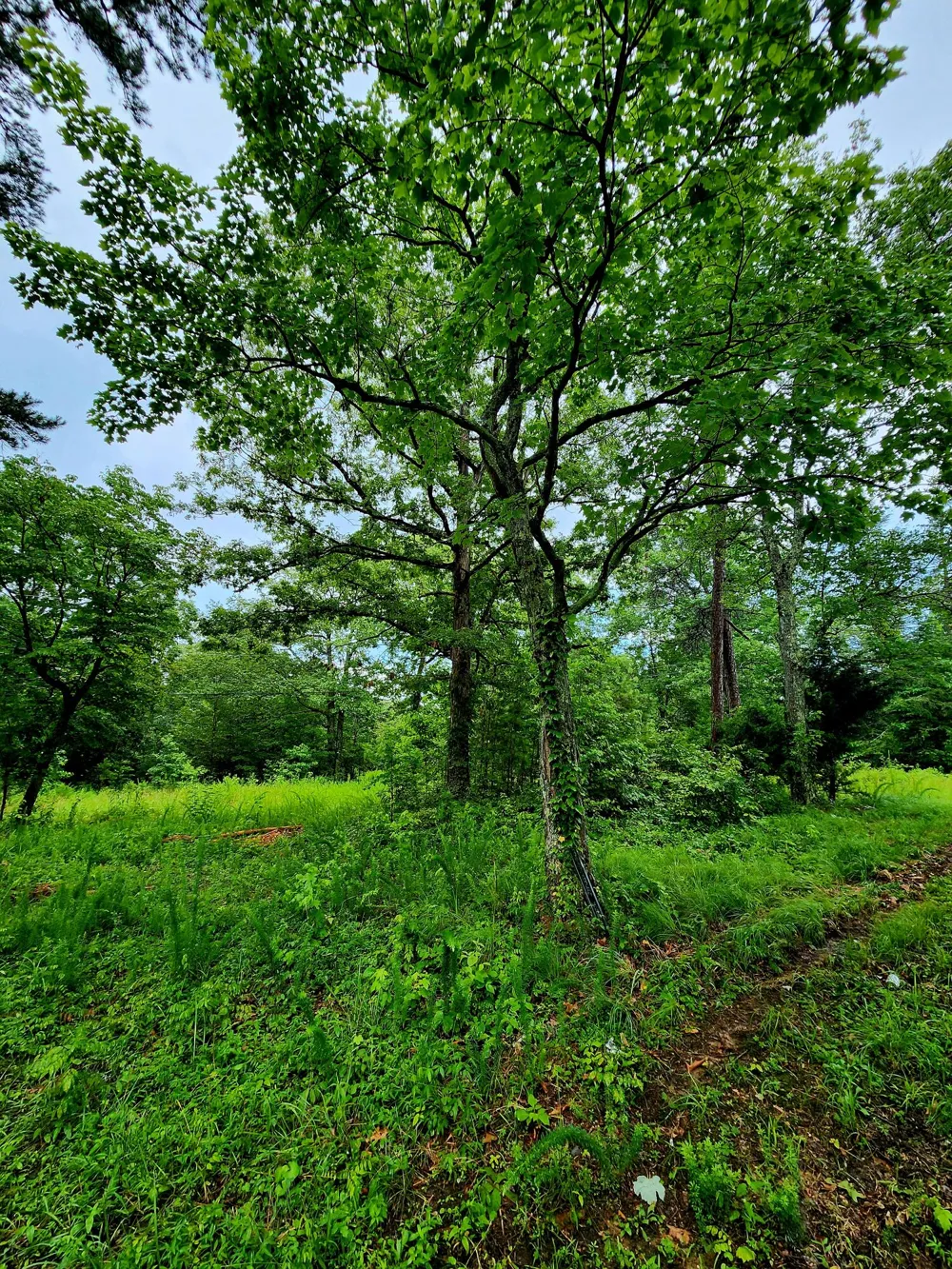 381 Patton School Road South Pittsburg, TN 37380