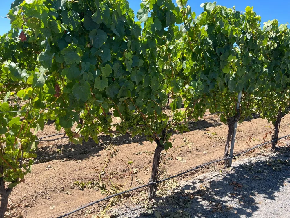 11480 Graton Road Sebastopol, CA 95472