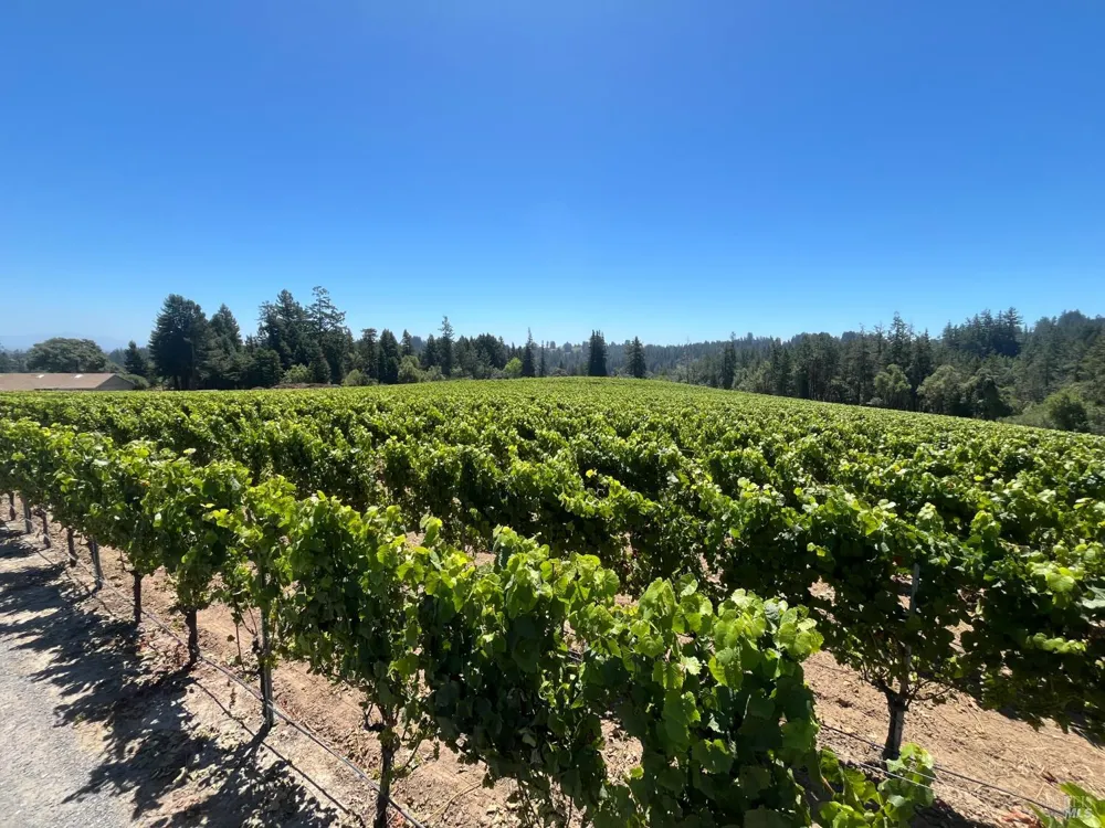 11480 Graton Road Sebastopol, CA 95472