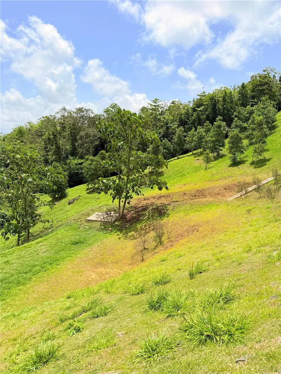 BO. QUEMADO San Lorenzo, PR 00754