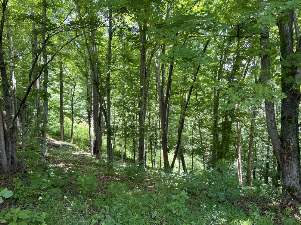 0 Lafever Ridge Rd Silver Point, TN 38582