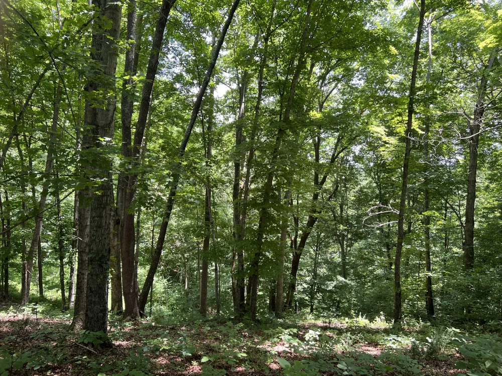 0 Lafever Ridge Rd Silver Point, TN 38582