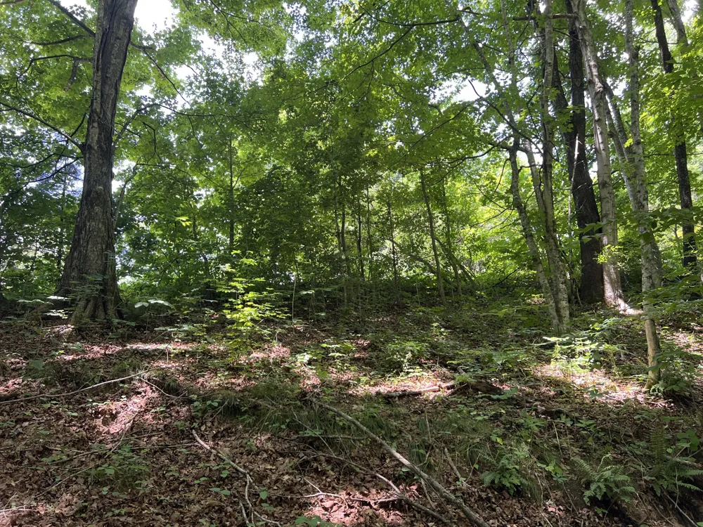 0 Lafever Ridge Rd Silver Point, TN 38582