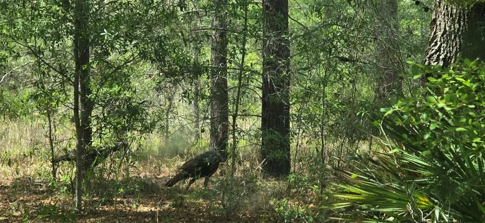 11488 SEELY LANE Brooksville, FL 34613