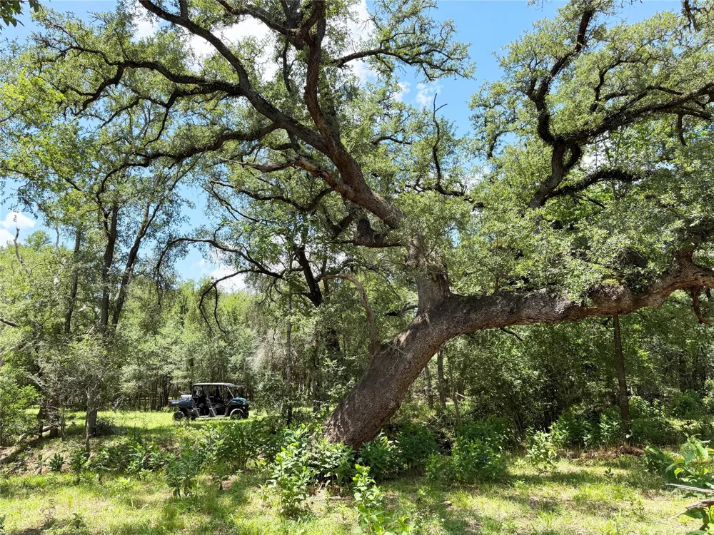 FM 2239 Paige, TX 78659