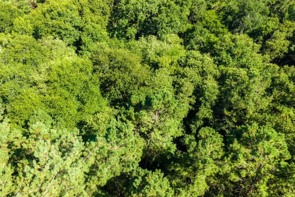 County Road 1310 Rusk, TX 75785