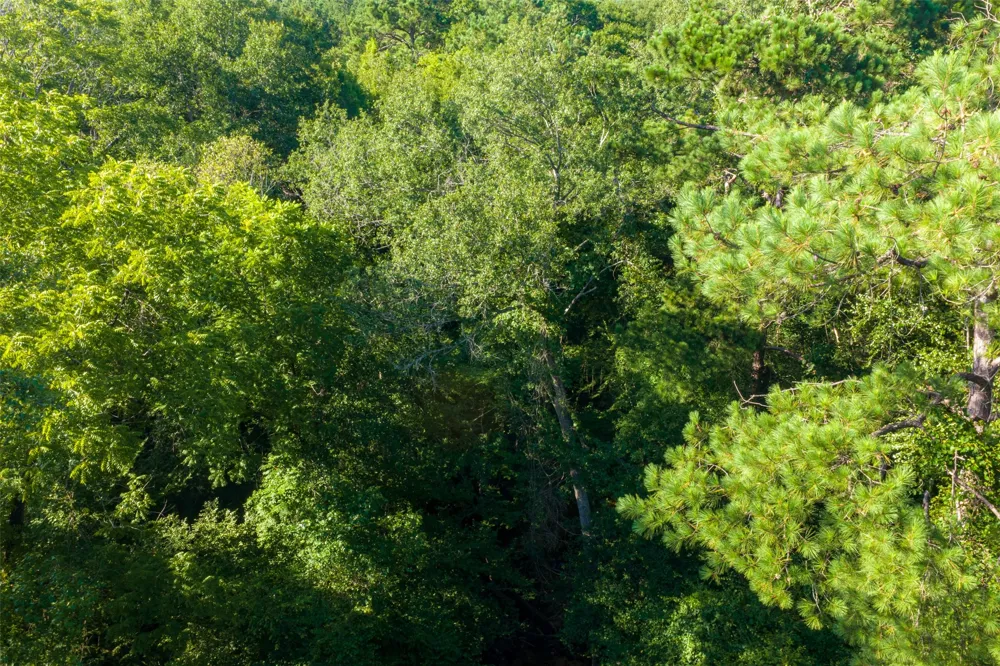 County Road 1310 Rusk, TX 75785