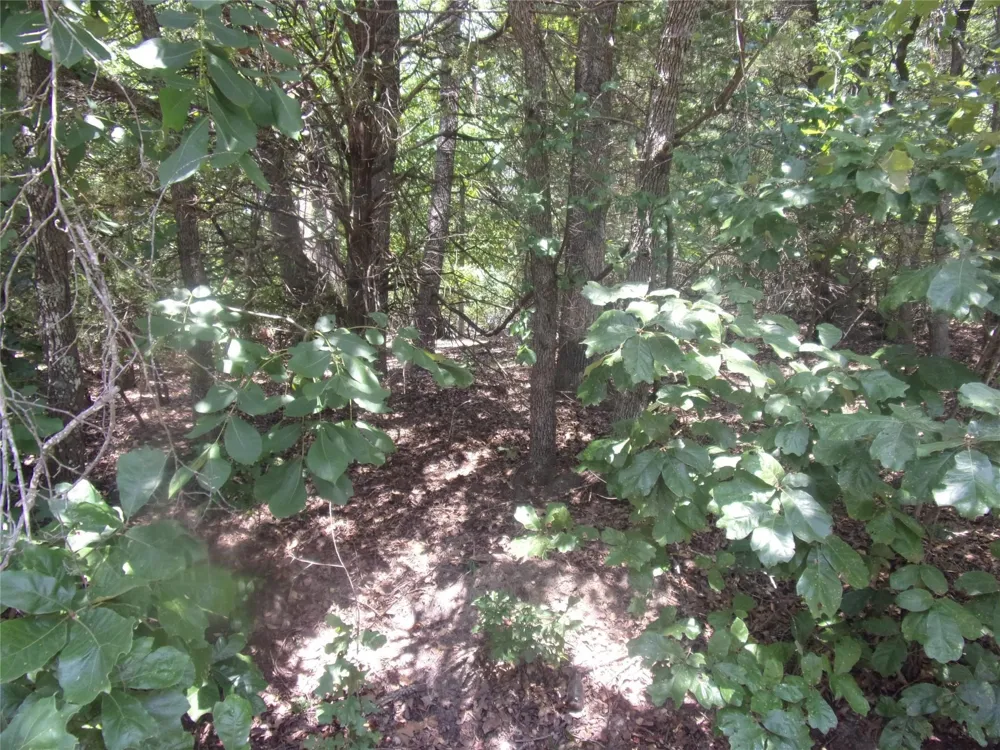 Wildwood Murchison, TX 75778