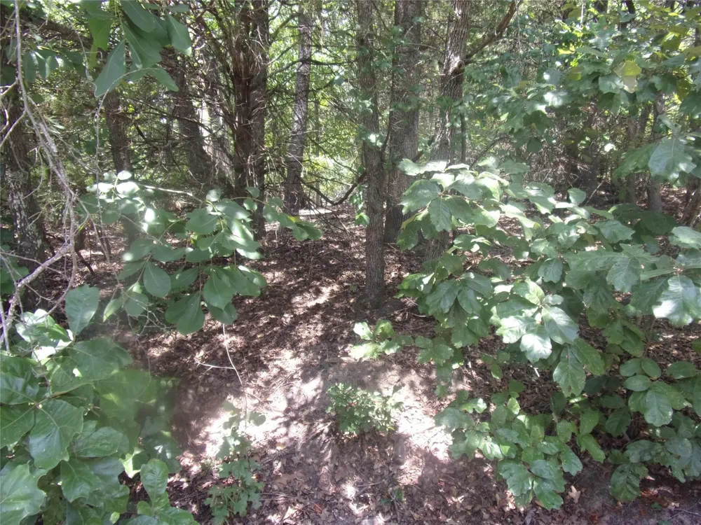 Wildwood Murchison, TX 75778