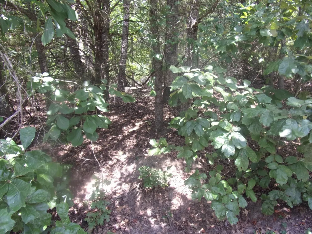 Wildwood Murchison, TX 75778