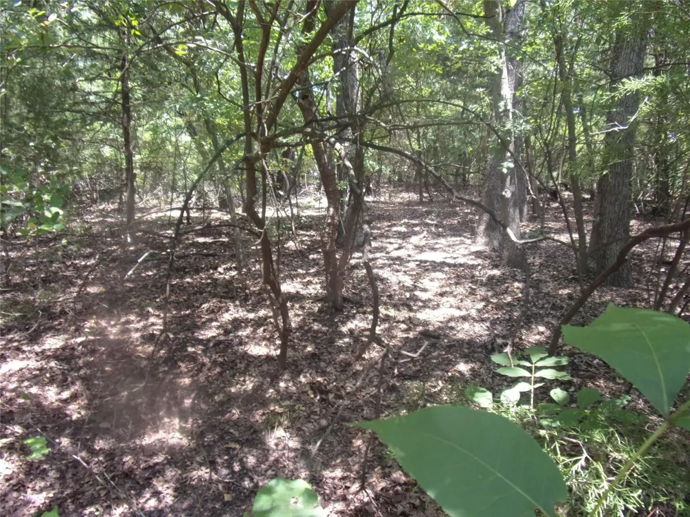 Wildwood Murchison, TX 75778