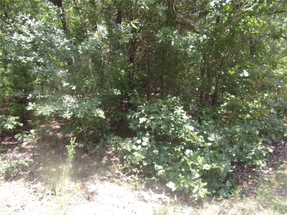 Wildwood Murchison, TX 75778