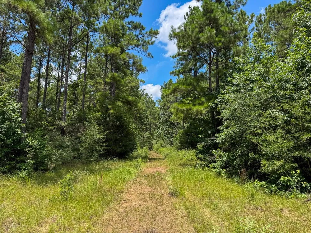 5 Benny Griffin Road Dallardsville, TX 77351