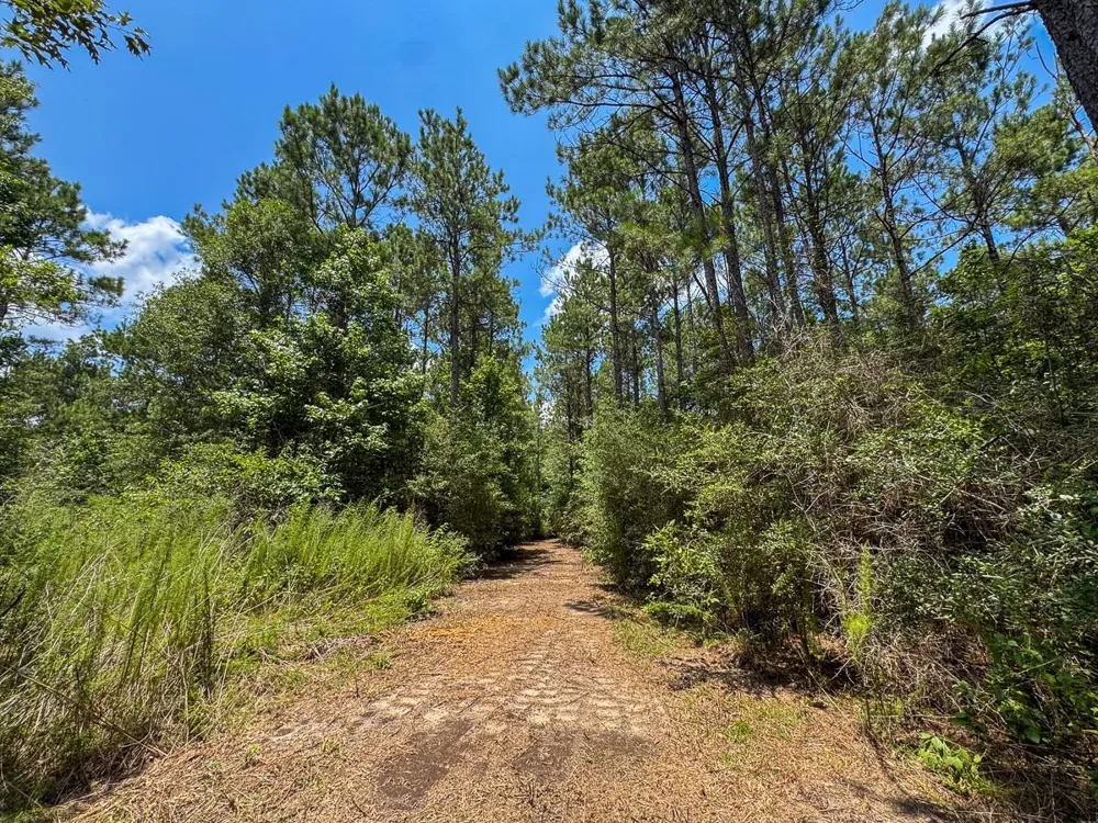 5 Benny Griffin Road Dallardsville, TX 77351