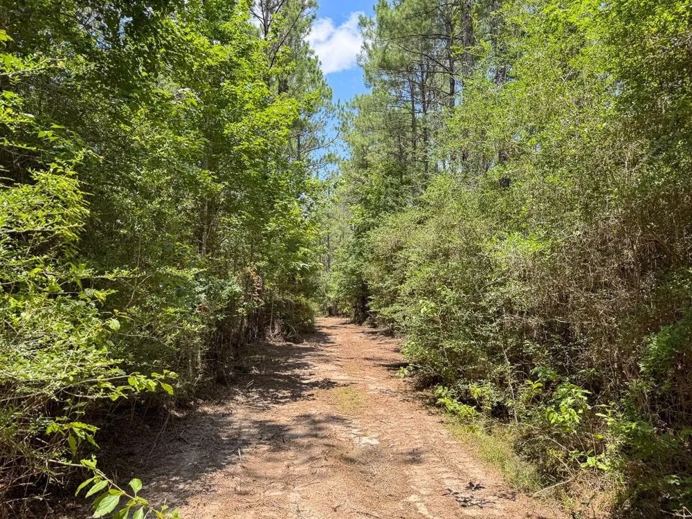 6 Benny Griffin Road Dallardsville, TX 77351
