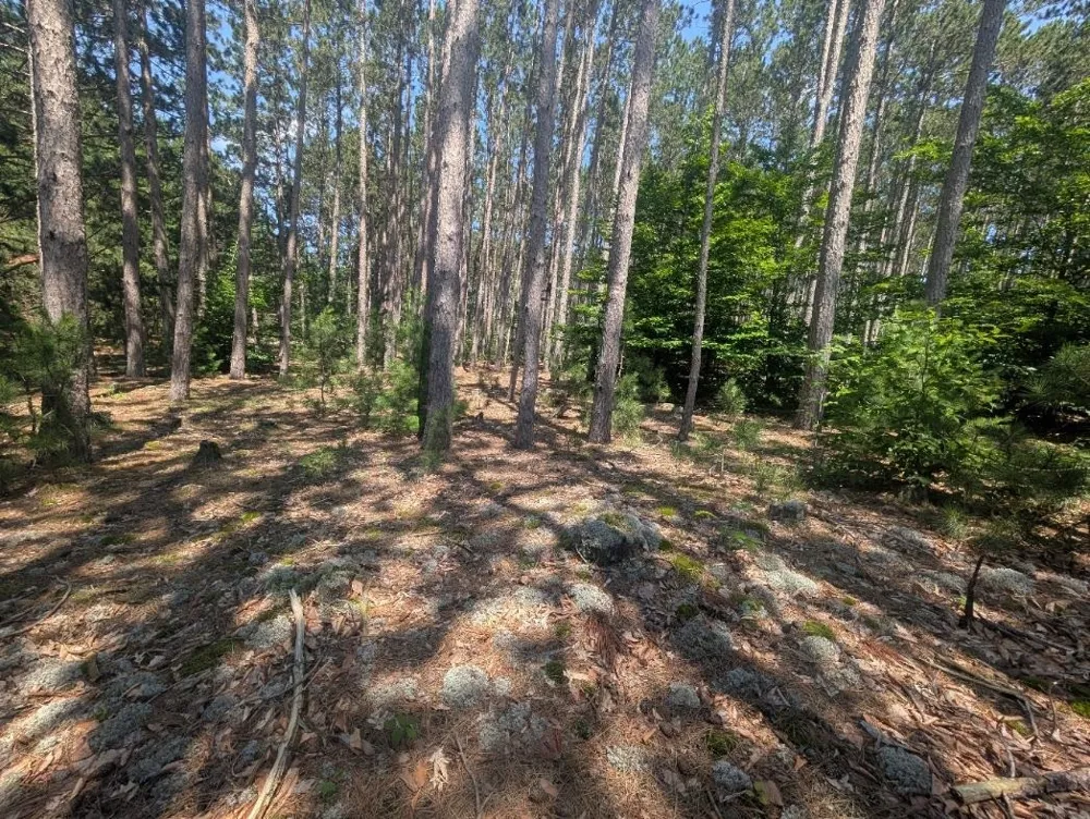 3360 Starlight Trail Paradise Township, MI 49649