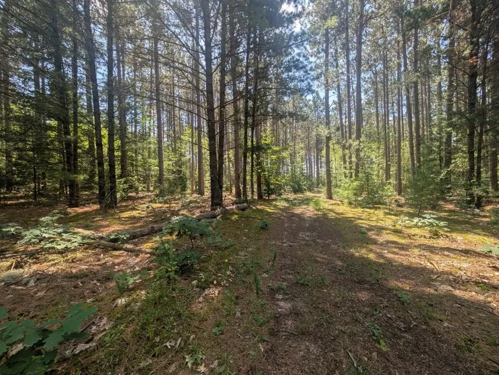 3360 Starlight Trail Paradise Township, MI 49649