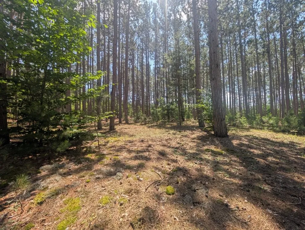 3360 Starlight Trail Paradise Township, MI 49649