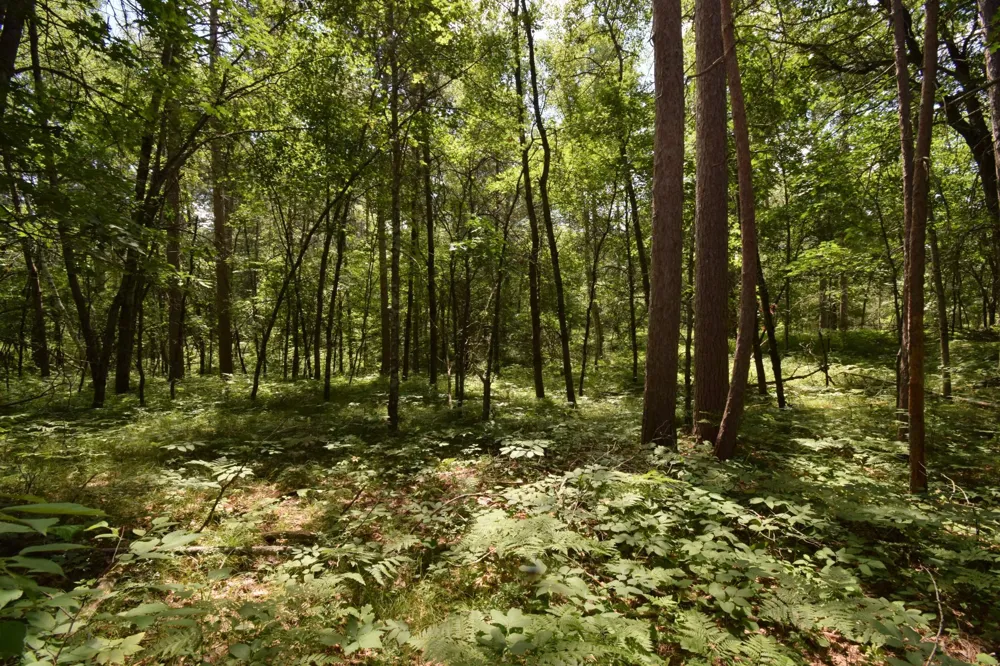 Lot 2 Saylors Lane Siren, WI 54872