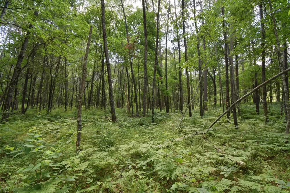 Lot 2 Saylors Lane Siren, WI 54872
