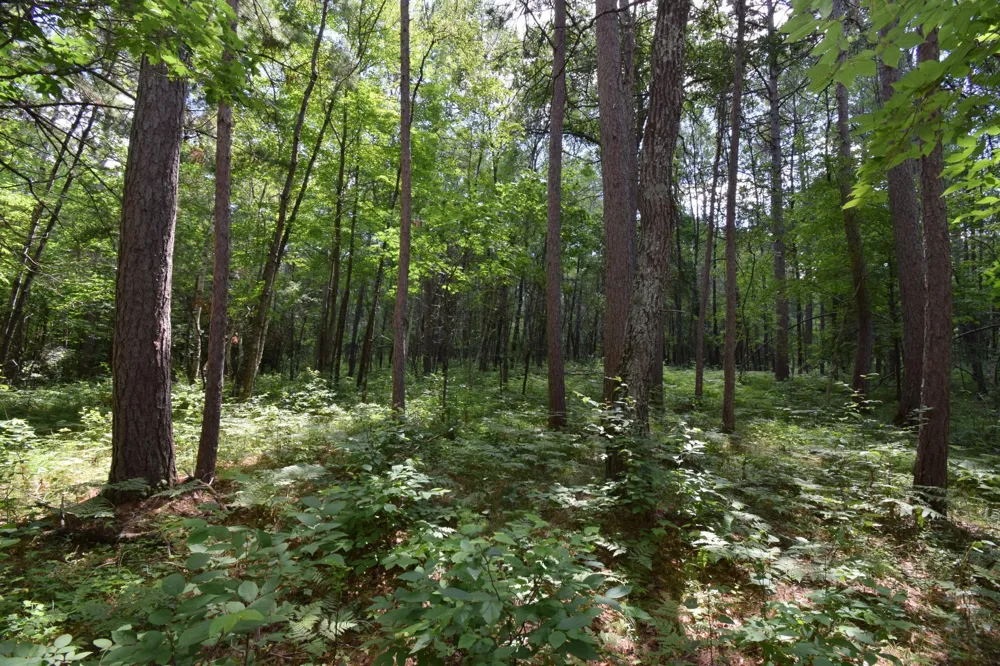 Lot 2 Saylors Lane Siren, WI 54872