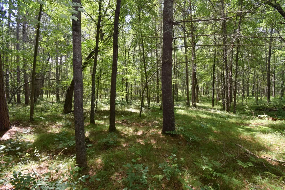 Lot 2 Saylors Lane Siren, WI 54872