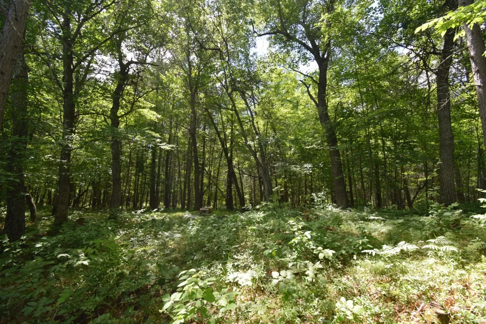 Lot 2 Saylors Lane Siren, WI 54872