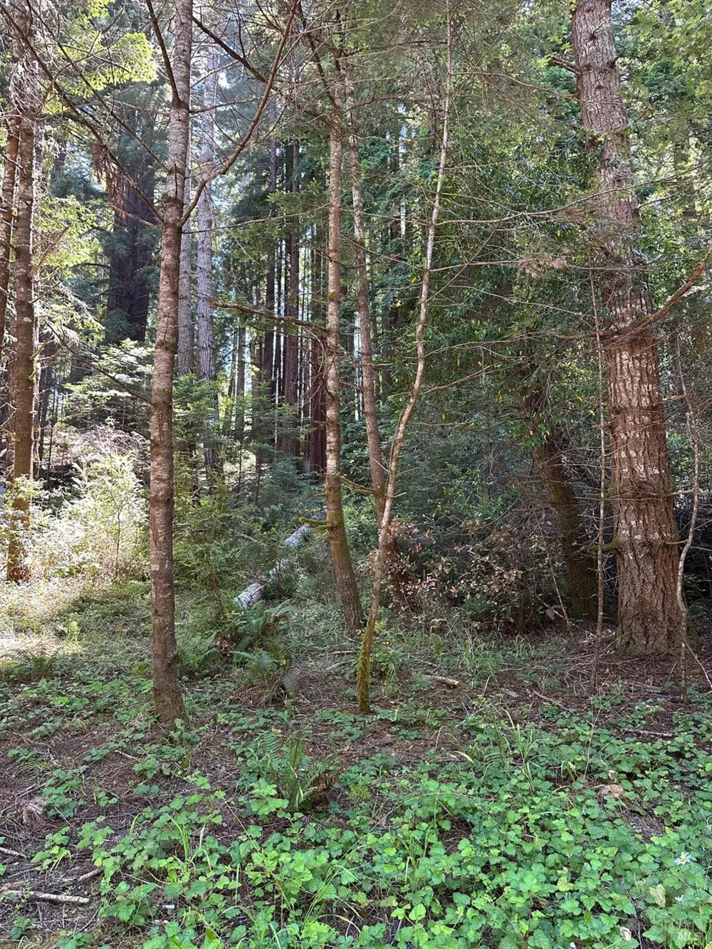10181 Sorcerer Wood The Sea Ranch, CA 95497