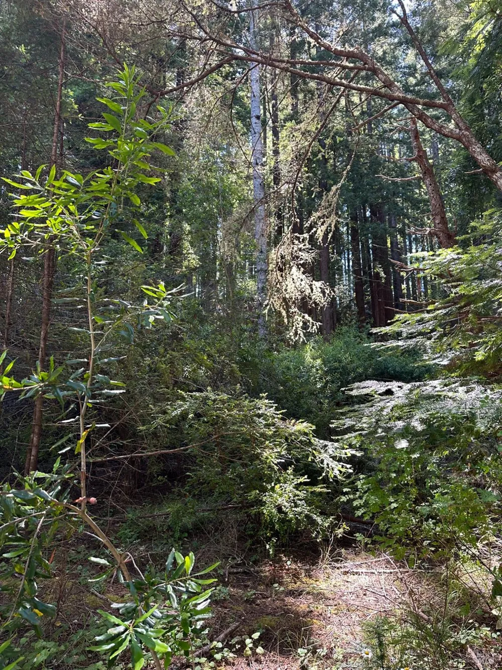 10181 Sorcerer Wood The Sea Ranch, CA 95497