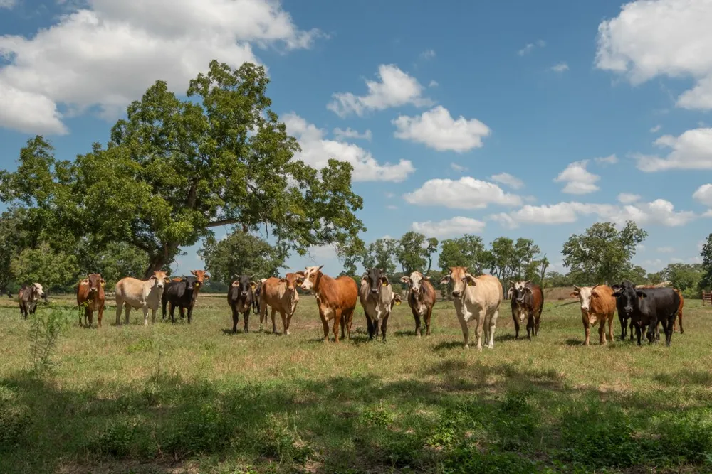 6887 Von Ormy Road San Antonio, TX 78073