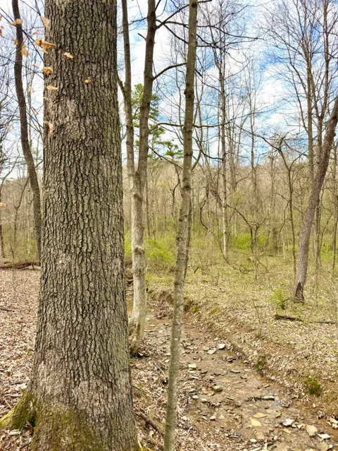 Fyffe Hollow Road